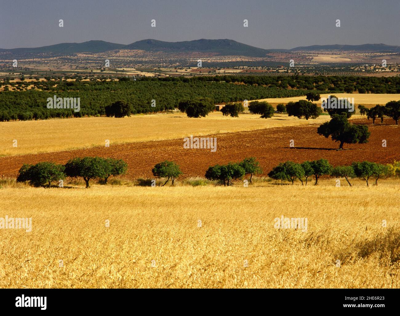 Spanien, Extremadura, Provinz Badajoz, Region La Serena. Landschaft des Valle de la Serena in der Umgebung von La Nava. Stockfoto