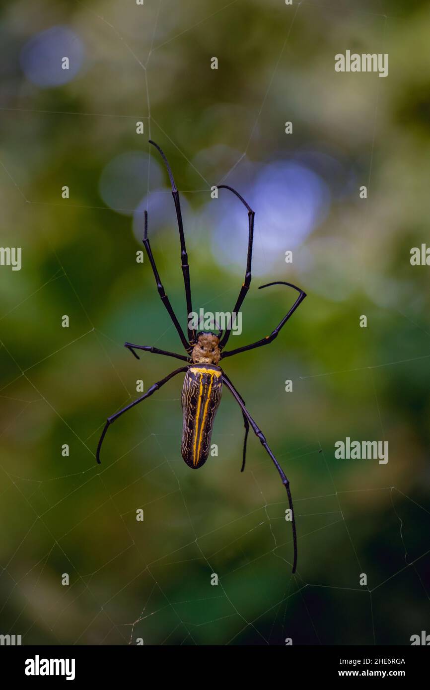 Vertikale Nahaufnahme einer riesigen Webspinne der Goldenen Kugel (Nephila pilipes) auf dem Netz Stockfoto