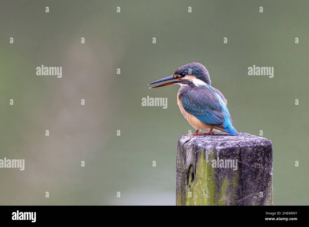 Gewöhnlicher Eisvögel (Alcedo atthis), der auf einem Feuchtgebiet auf Holz biest Stockfoto