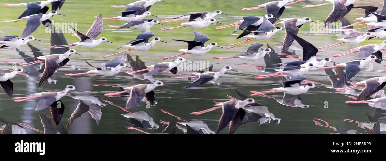 Gruppe von schwarzen geflügelten Stelzen, die über dem Wasser fliegen Stockfoto