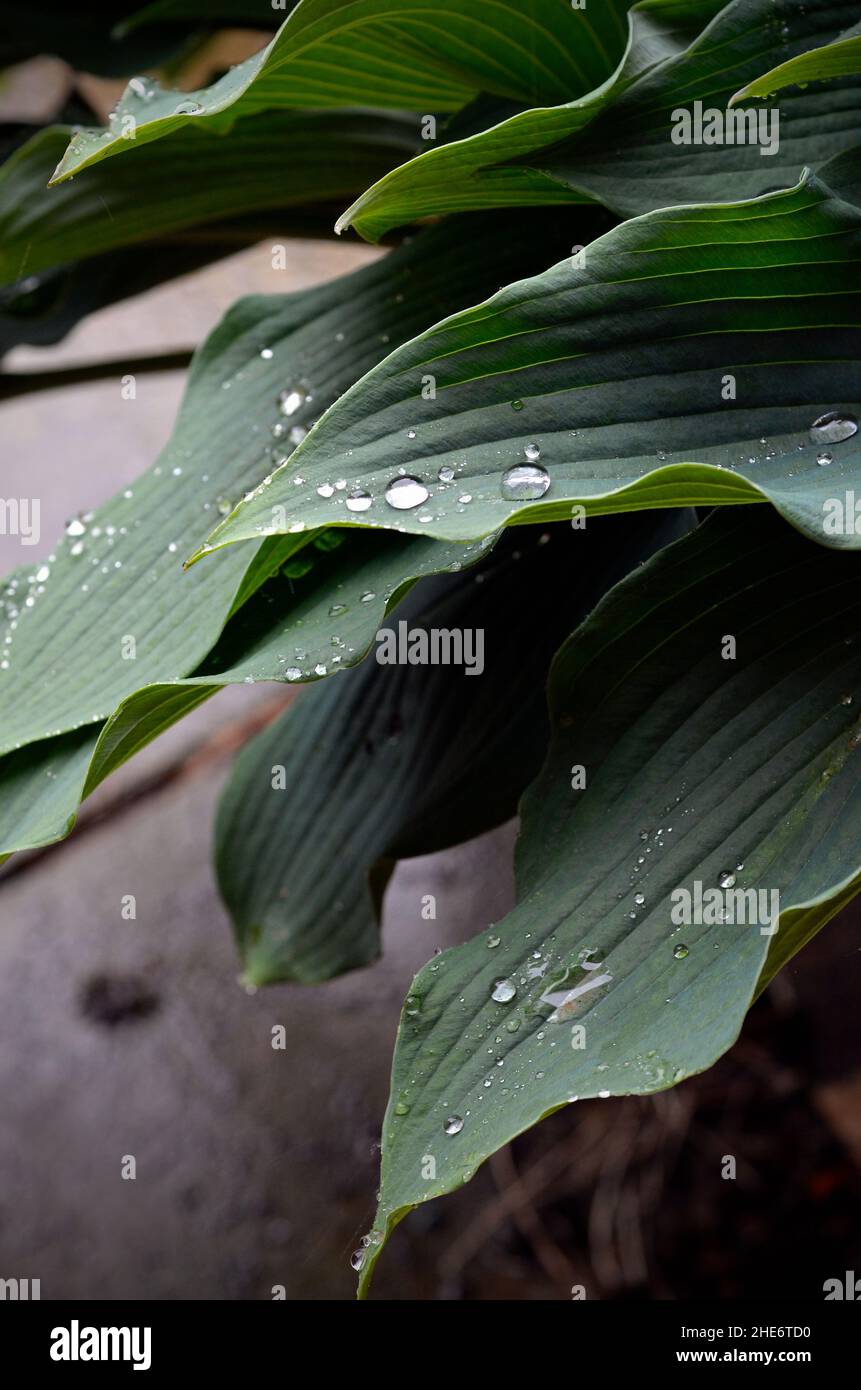 Regen Sie Tröpfchen auf der Lilie norfolk england im Freien Stockfoto