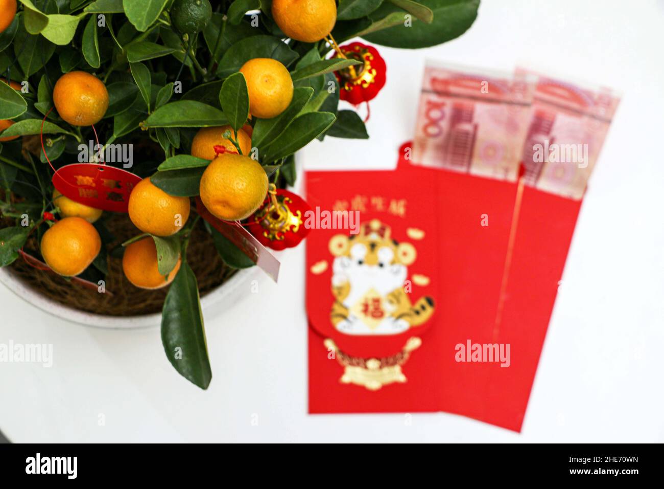 Chinesische Jahr Kumquat Pflanze mit Lucky Money roten Umschlägen mit Bargeld im Hintergrund, Konzept Bild als Kumquats steht für Reichtum, Wohlstand und Glück Stockfoto