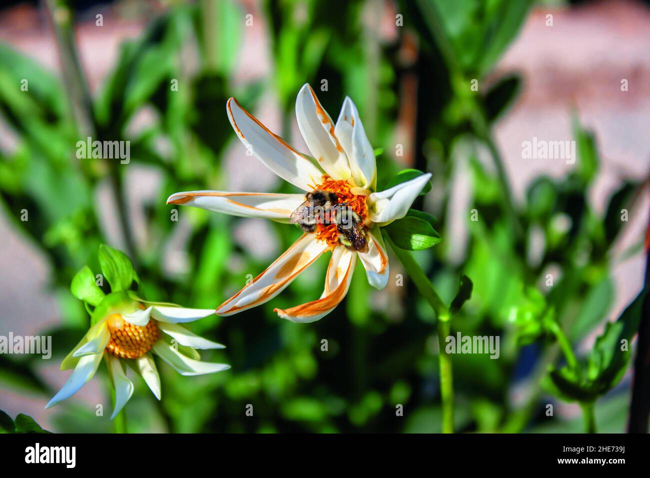 Nahaufnahme von Bienen, die in einem Garten Pollen und Nektar aus einer Blume extrahieren Stockfoto