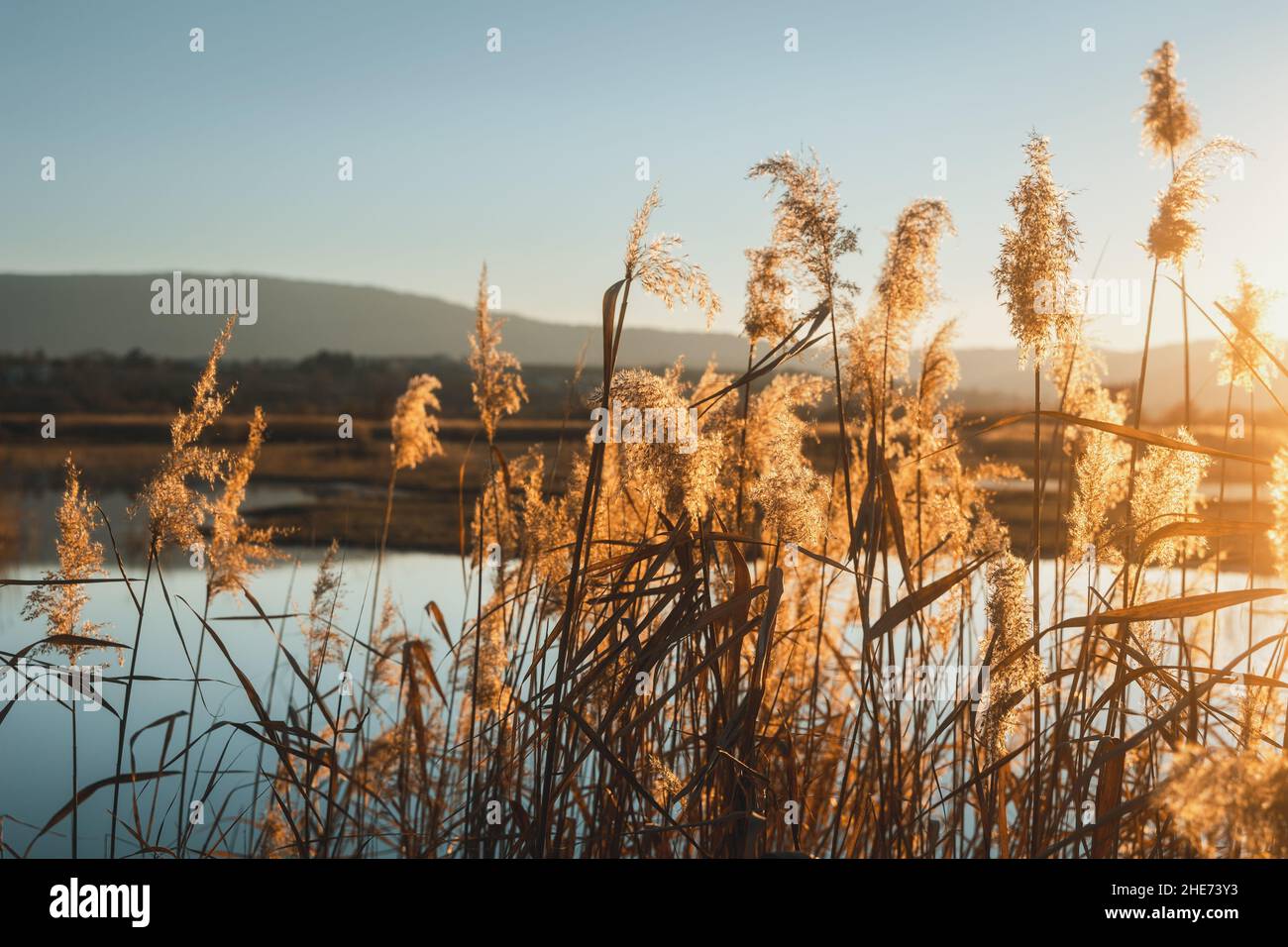 Sonnenuntergang am Sumpf Stockfoto