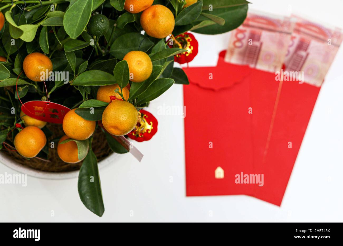 Chinesische Neujahrskumquat-Pflanze mit roten Laternen geschmückt, mit glücklichem Geld roten Umschlägen mit Bargeld unten, Kumquat repräsentieren Reichtum und Wohlstand Stockfoto