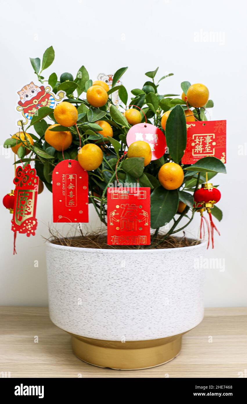 Chinesische Neujahrspflanze Kumquat, geschmückt mit roten Laternen und chinesischen Neujahrsgrüßen, auf einem Holztisch, repräsentiert Kumquats Reichtum und Vermögen Stockfoto