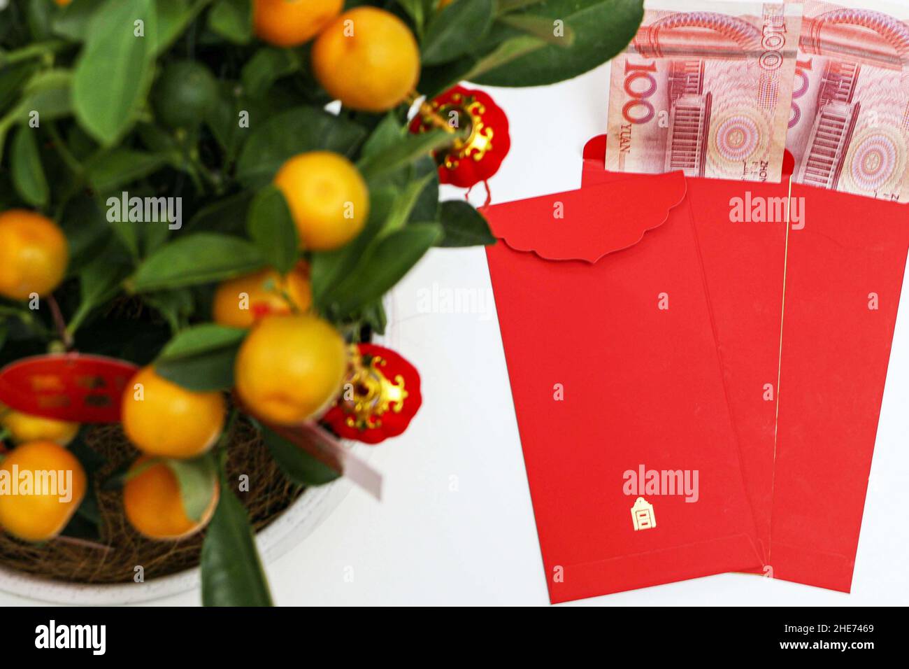 Chinesische Neujahrsbriefumschläge mit 100 chinesischen Yuan im Inneren, unterhalb der glücklichen Kumquat-Pflanze, repräsentieren Kumquats Reichtum, Wohlstand und Glück in China Stockfoto