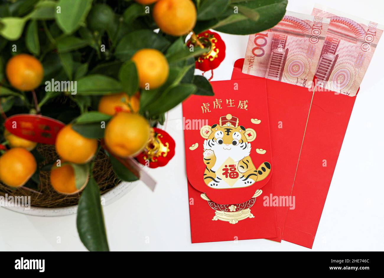 Lucky Money rote Umschläge mit Bargeld, unter Kumquat Pflanze, für das chinesische Neujahr, Konzept Bild, Kumquats repräsentieren Reichtum, Wohlstand und Glück Stockfoto