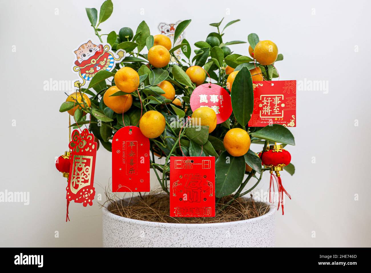 Chinesische Neujahrspflanze Kumquat geschmückt mit roten Laternen und chinesischen Neujahrsgrüßen repräsentieren Kumquats Reichtum, Wohlstand und Glück in China Stockfoto