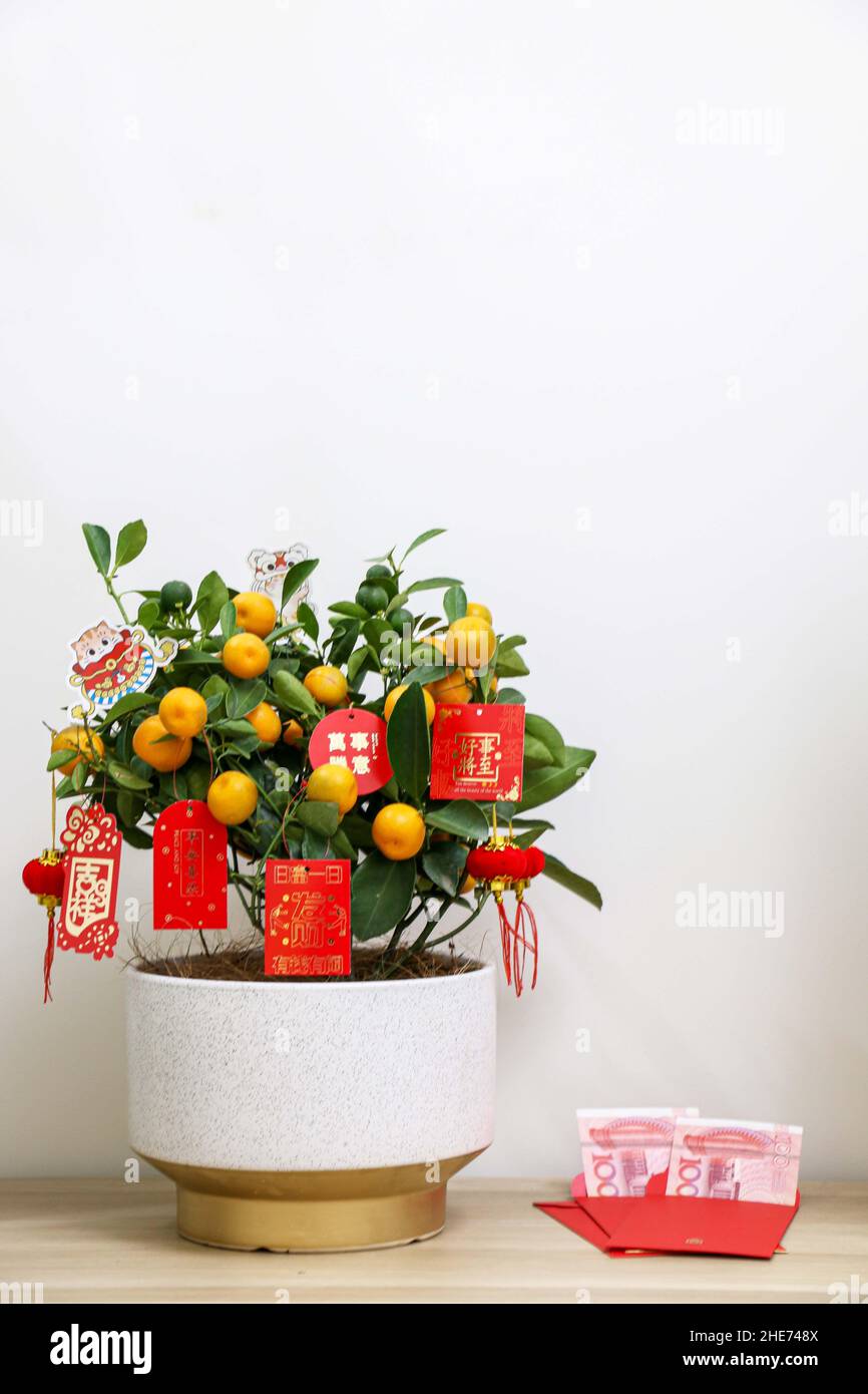 Chinesischer roter Neujahrsumschlag mit Bargeld im Inneren, neben der glücklichen Kumquat-Pflanze, vor weißem Hintergrund, symbolisiert Kumquats Reichtum und Wohlstand Stockfoto