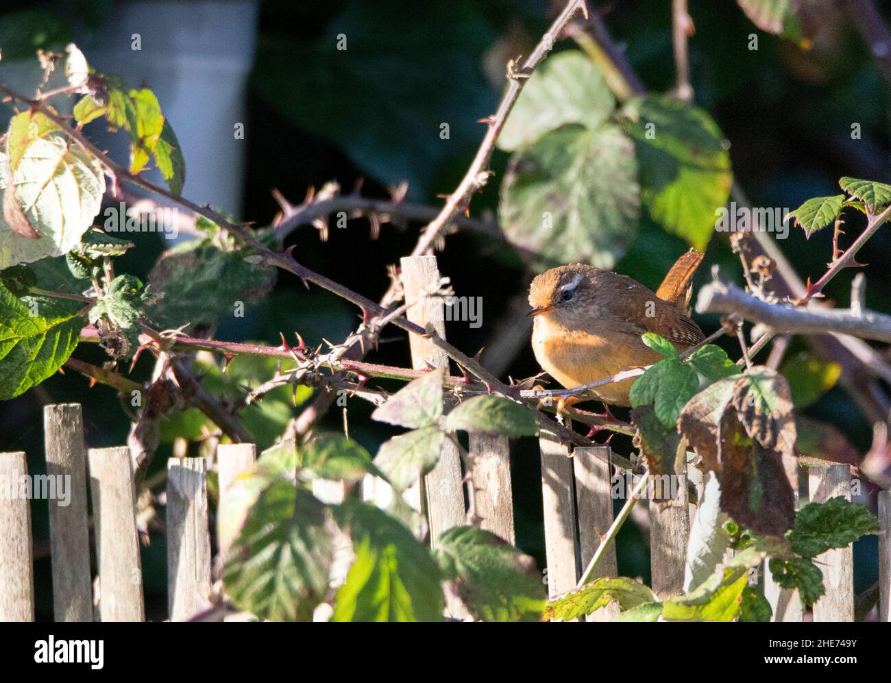 Wren, Troglodytidae, winziger, britischer Wildvögel Stockfoto