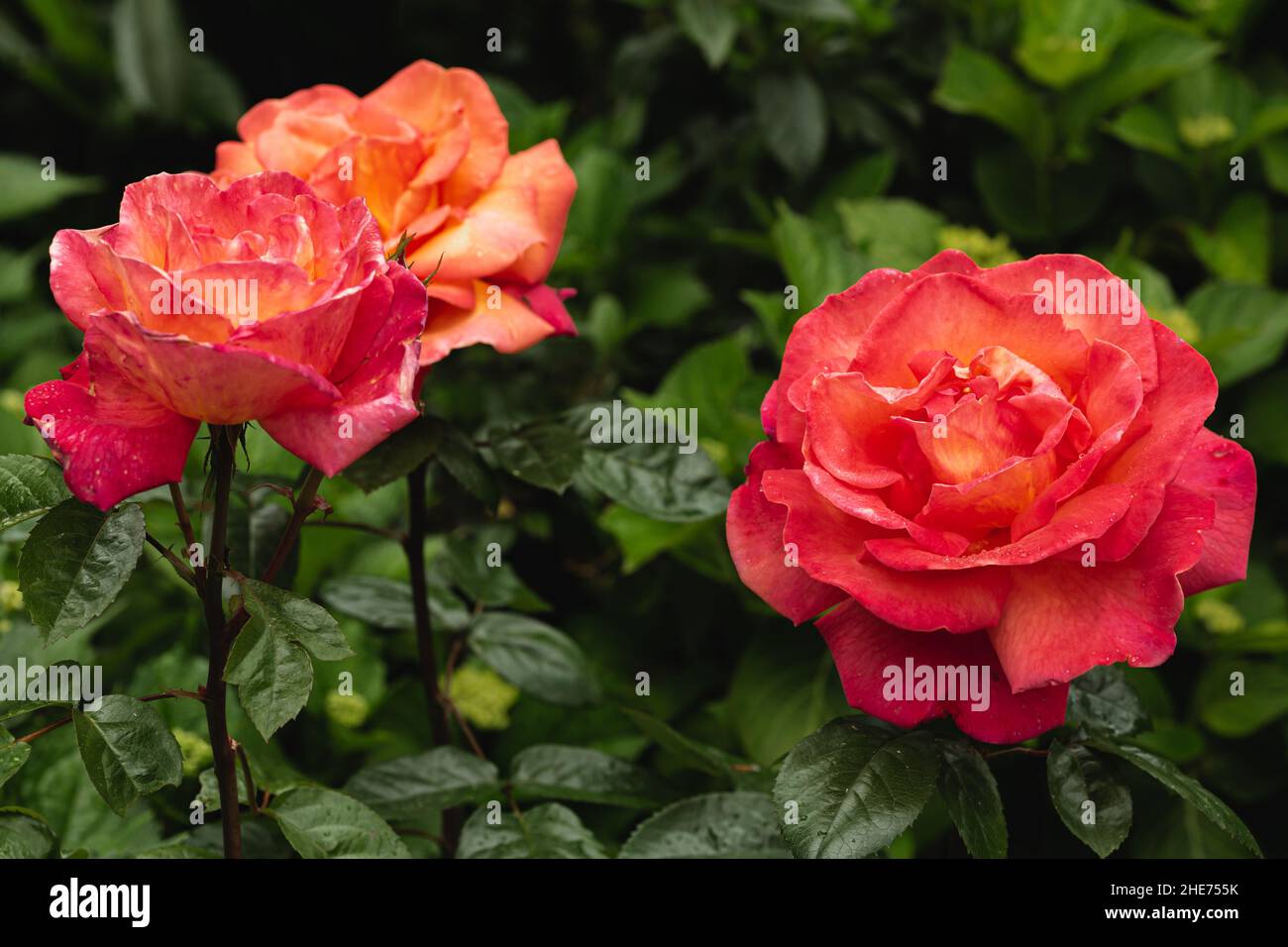 Nahaufnahme von Orangenrosen im Garten Stockfoto