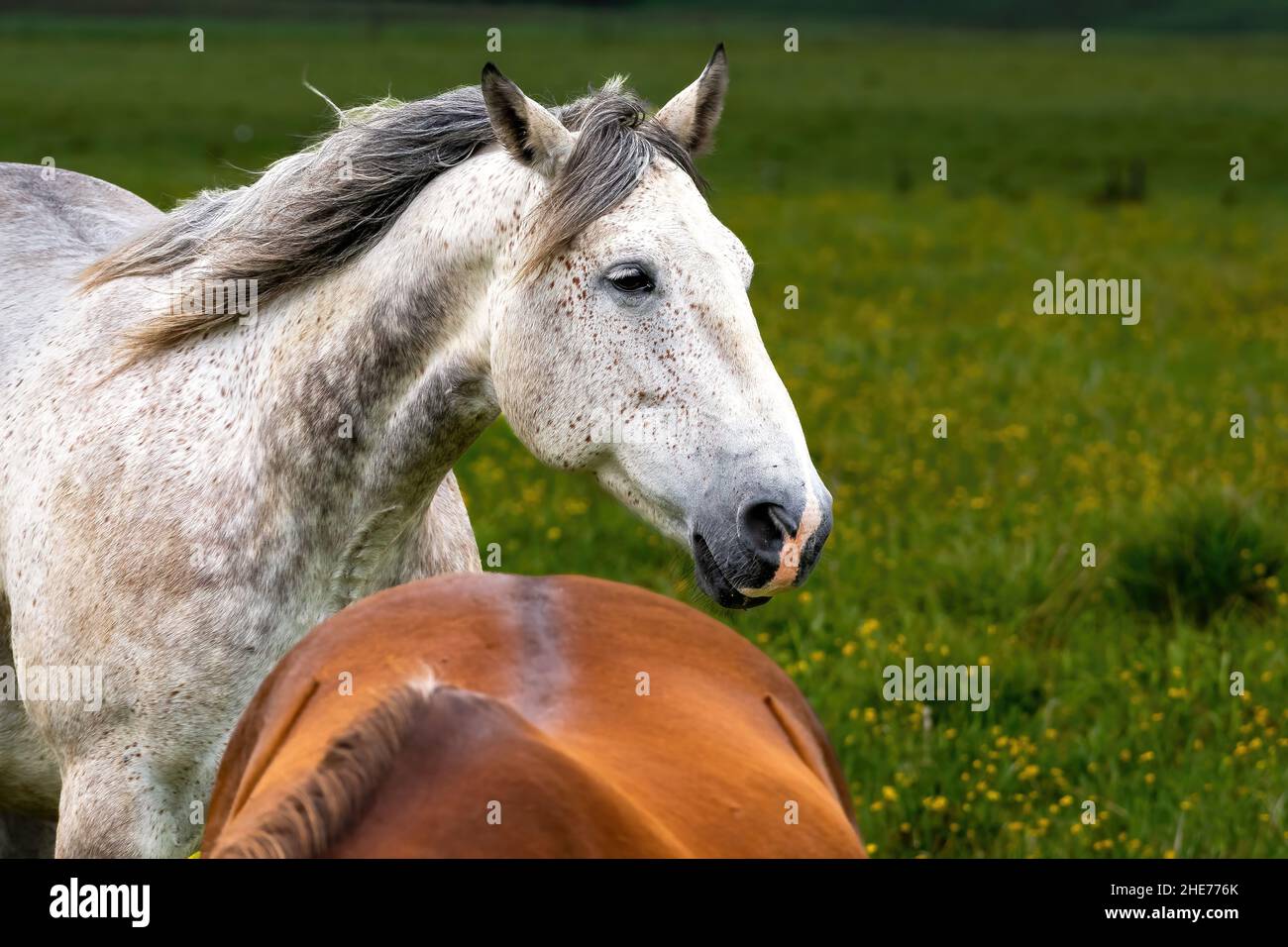 Appaloosa Pferd im grünen Feld Stockfoto