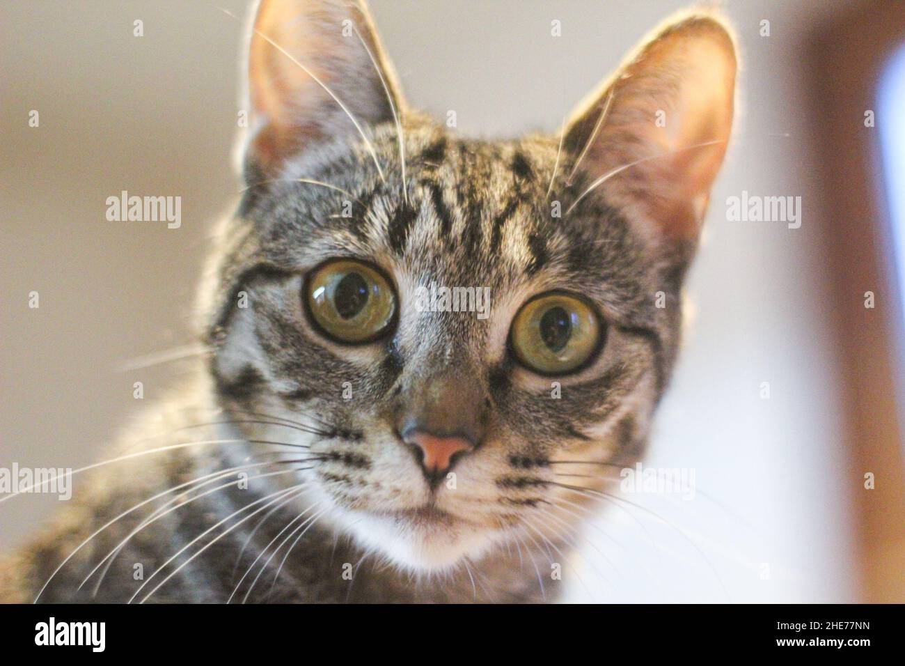 Nahaufnahme einer bengalischen Katze, die die Kamera anschaut Stockfoto