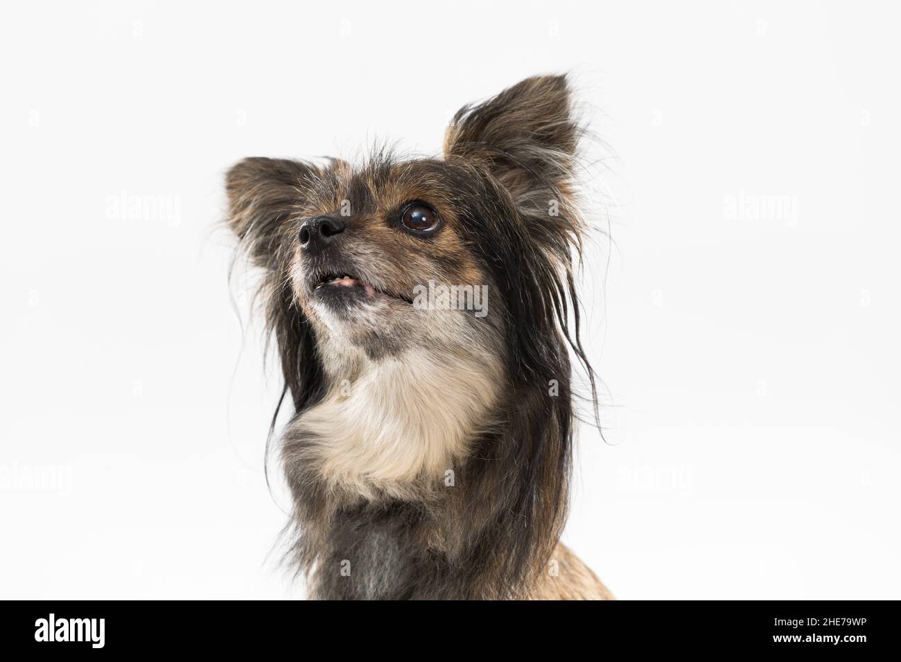 Porträt eines Megrel Rasse Hund mit Ohren, die auf einem weißen Hintergrund nach oben schauen. Multirassischer Hund. Stockfoto