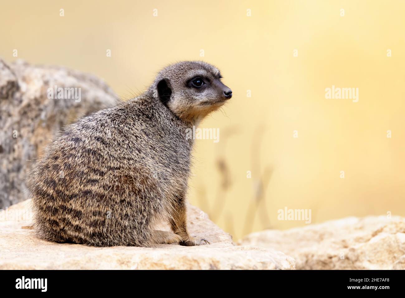 Der wachsame Erdmännchen Suricata suricatta hält Ausschau. Diese kleine Kreatur lebt in Packungen und ist im südlichen Afrika beheimatet. Stockfoto