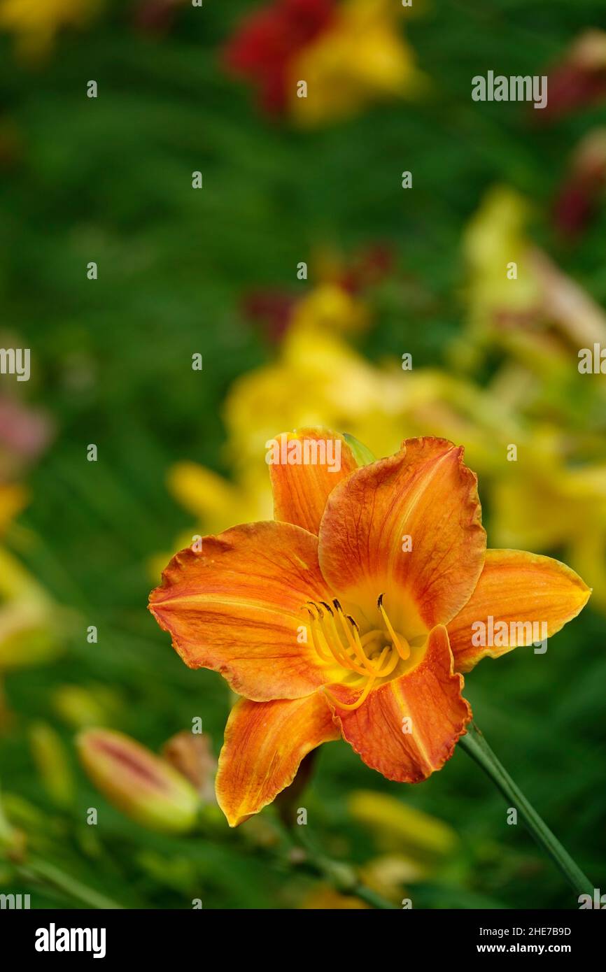 Orange Lilien Taglilien Hemerocallis fulva tawny Taglilie, Maissilie, Tiger Taglilie, Fulvous Taglilie, Grabenlilie, Seerose am 4. Juli oder Seerose am Straßenrand Stockfoto