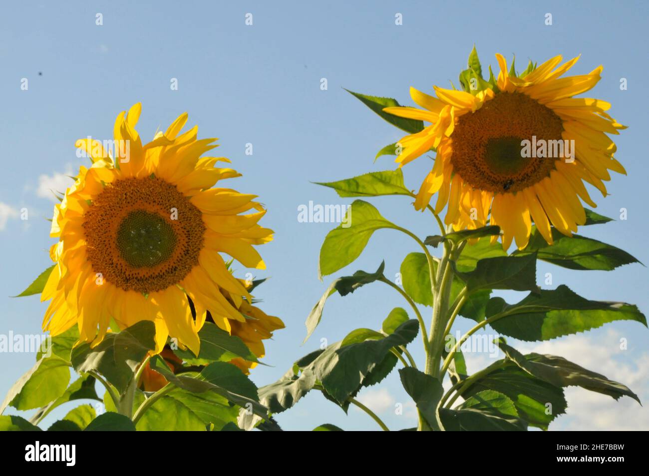 Zwei riesige russische Mammut-Sonnenblumen an einem sonnigen Tag gegen einen blauen Himmel, Sonnenblumen Stock Photos Stockfoto