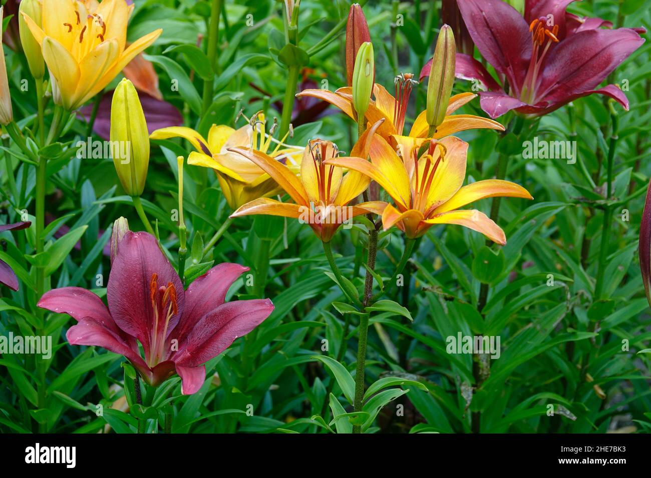 Bunte Lilien in einem Garten, orangene Aprikosen-Lilie der königlichen Dreifaltigkeit, Burgunder Makira und bunte Happy Memories Lilium Stockfoto