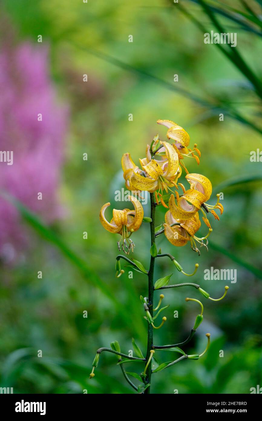 Lilium hansonii, Hansons Lilie, Lilie mit japanischer türkenkappe, gepunktete, gebogene gelbe Orangenblüten mit Flecken, Hybrid, nach unten zeigend, mit Spiralblättern Stockfoto