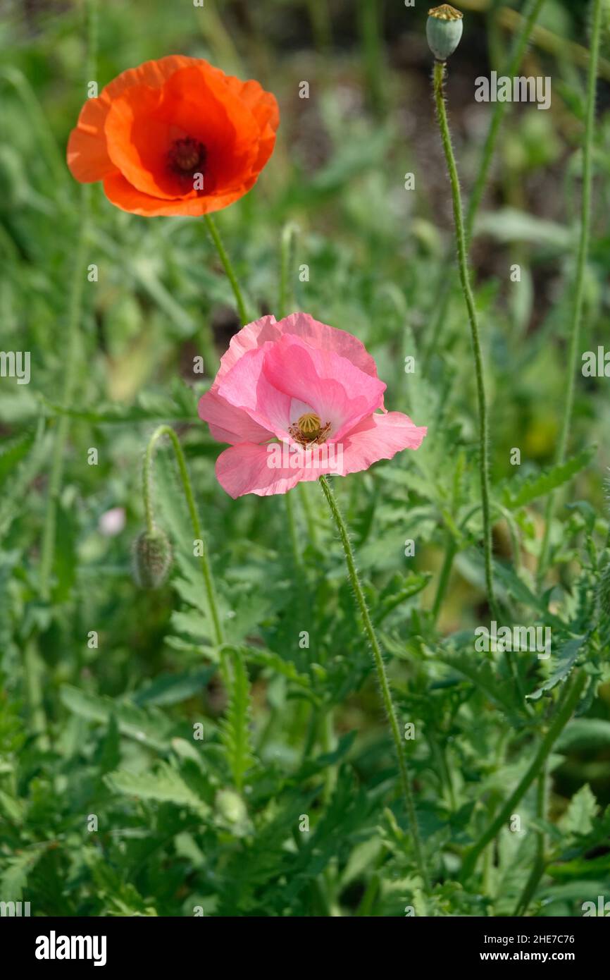 Papaver rhoeas brautseide Fotos und Bildmaterial in hoher Auflösung