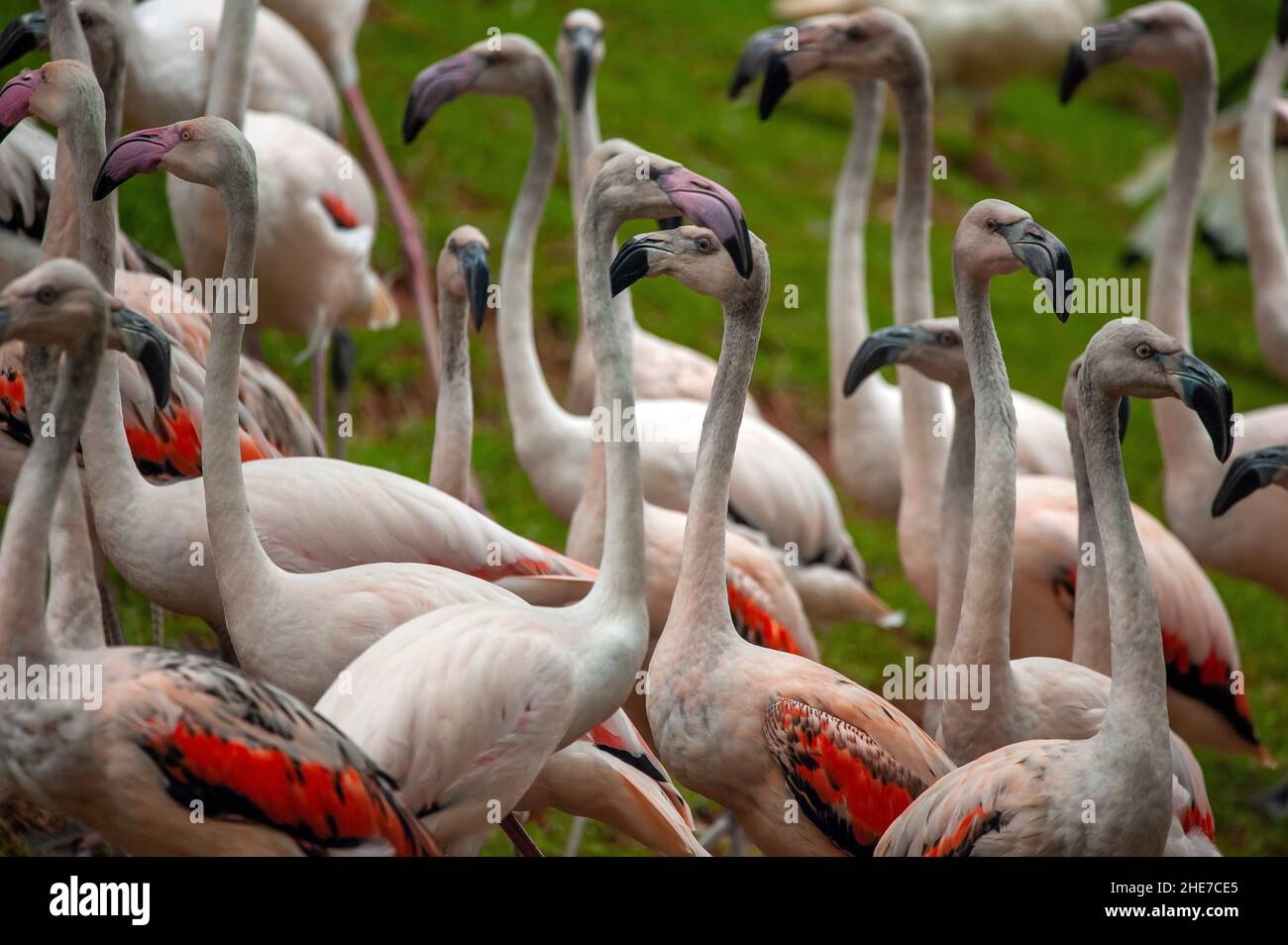 Herde von Flamingos Stockfoto