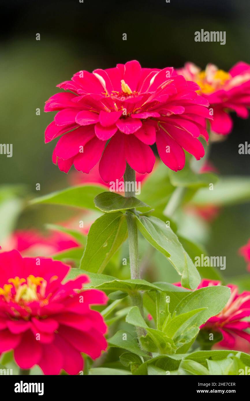 Zinnia Zahara Profusion Doppelter Kopf mit heißen Kirschblüten Dunkelrosa Blütenblätter, gelber Pollen im Garten, selektiver Fokus Stockfoto