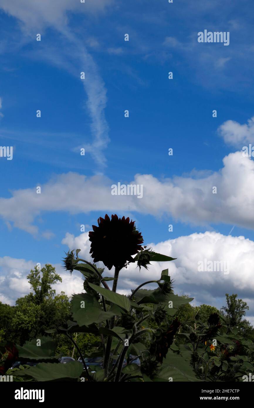 Silhouette von gewöhnlichen Sonnenblumen vor einem hellblauen Himmel voller weißer Wolken. Stockfoto