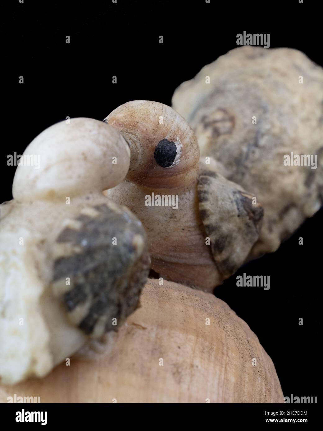 Nahaufnahme der in Muscheln gefertigten Vögel - das Konzept der Liebe Stockfoto