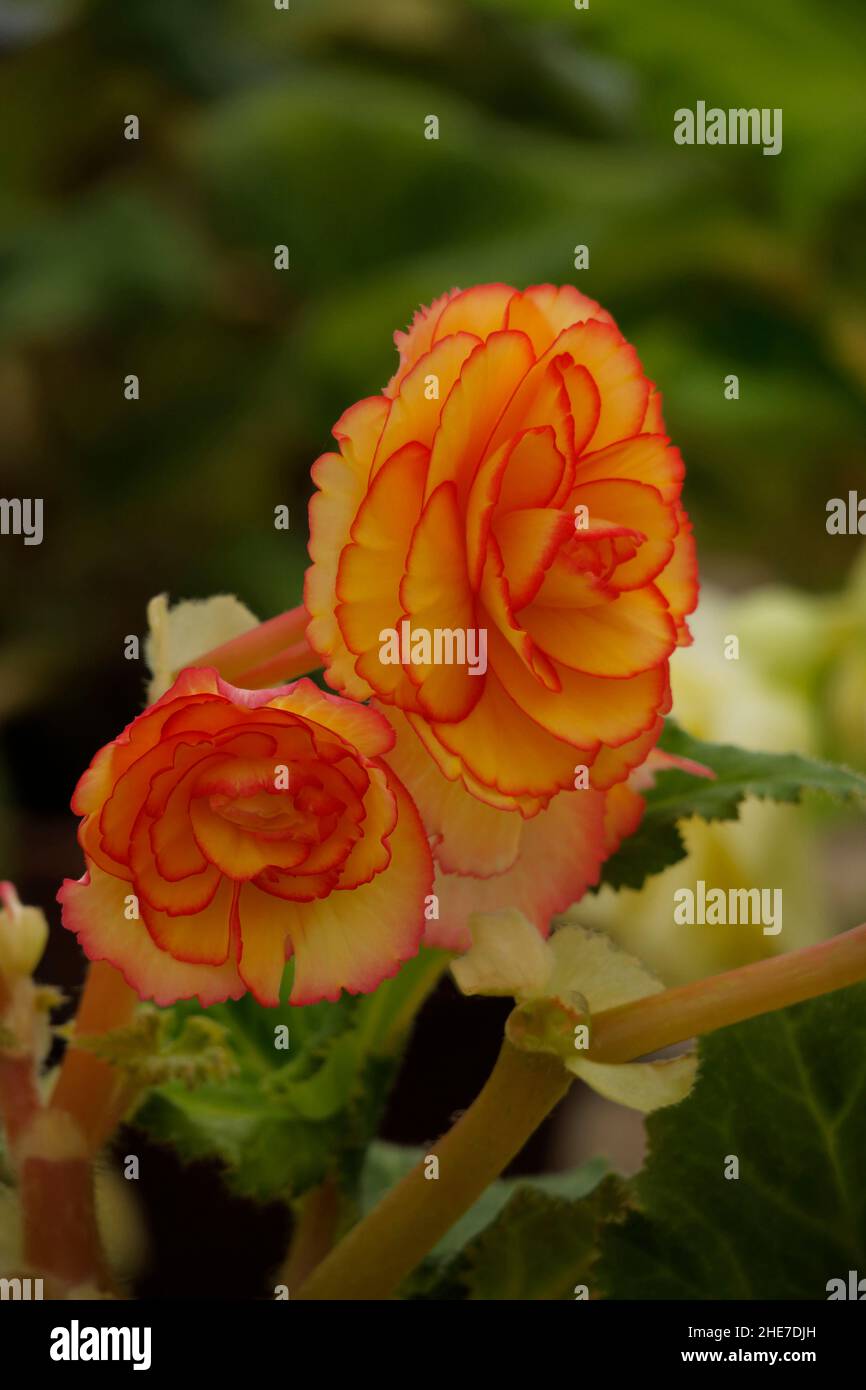 Knollenbegonie begonia tuberhybrida begonia Fotos und Bildmaterial in