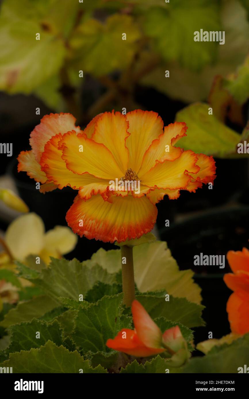 Knollenbegonie begonia tuberhybrida begonia Fotos und Bildmaterial in