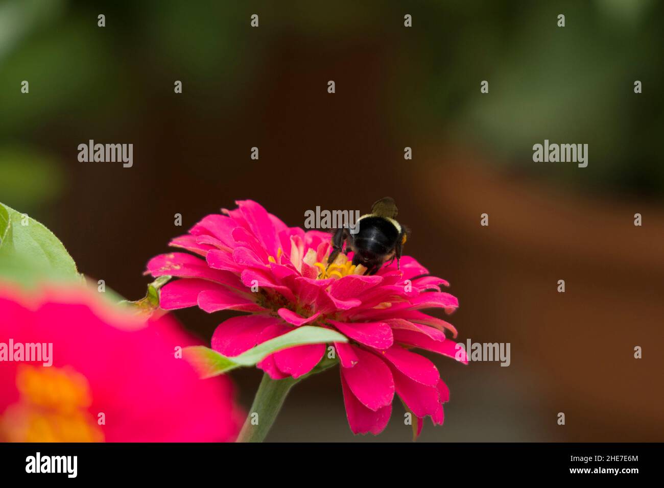 Hummel auf einem dunkelrosa, heiß-rosafarbenen Zinnia, selektives Foto mit Fokus und Kopierbereich Stockfoto