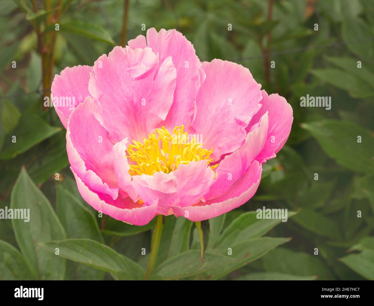 Rosa Pfingstrose, Sorte Weiche Lachsfreude Stockfoto