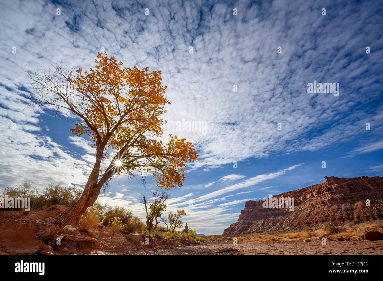 Cottonwood Baum in Herbstfarbe in Valley of the Gods, Utah. Stockfoto