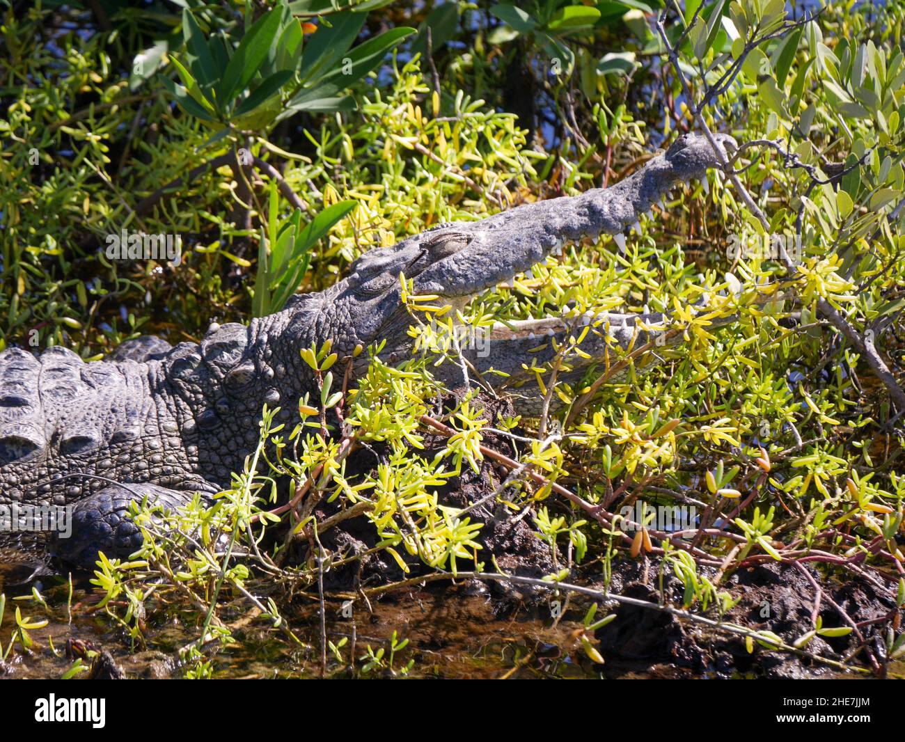 Krokodil mit offenem Maul am Meer in Cozumel, Yucatan, Mexiko Stockfoto