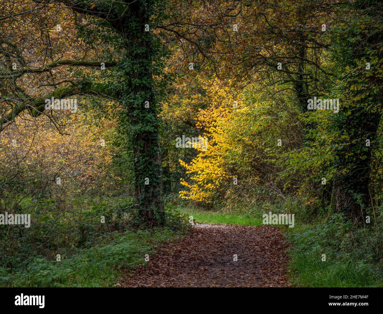 Weg durch den Wald mit gelbem Busch, Herbst in North Devon, England. Herbst. Stockfoto