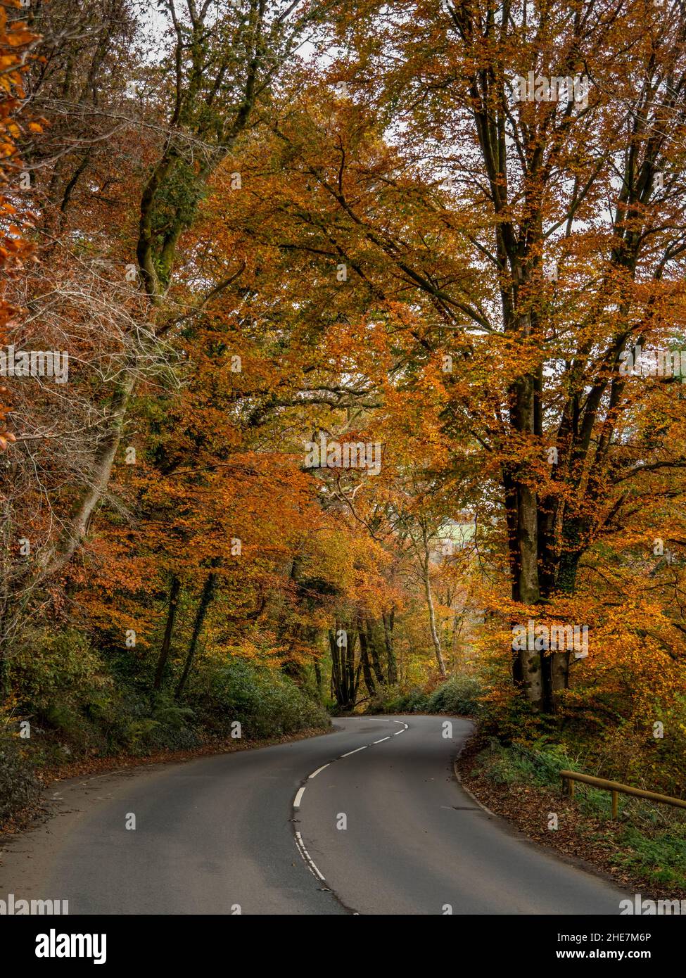 Herbstfarben von Bäumen, die die Straße in North Devon, England säumen. Vertikale Aufnahme. Stockfoto