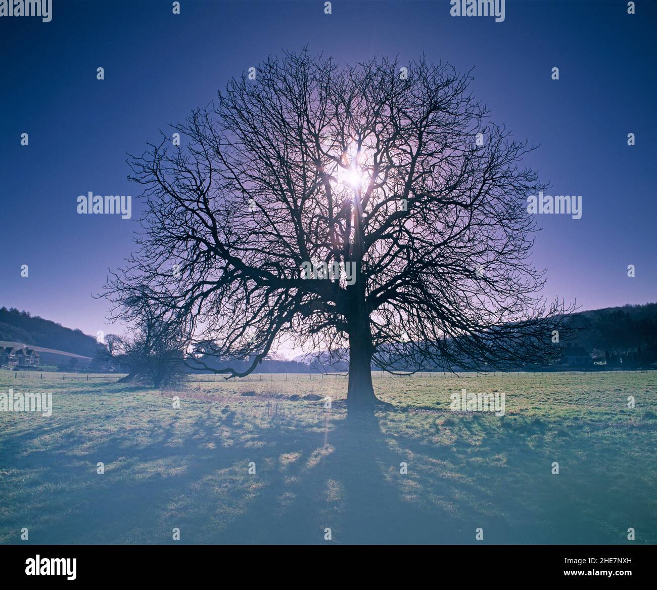 Vereinigtes Königreich. England. Buckinghamshire. Winter Sonnenaufgang mit blattlosem Baum. Stockfoto