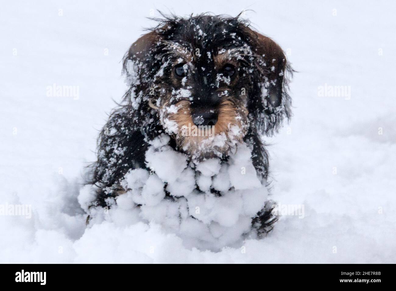 Zwergdachshund-Teckel-Welpe (5 Monate alt), der im Schnee sitzt und an einem Wintertag mit Schneebällen bedeckt ist Stockfoto