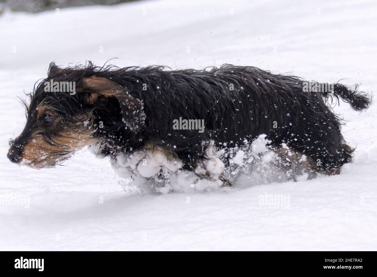 Miniatur-Stachelhund-Teckel-Zwergwelpe (5 Monate alt), der an einem Wintertag durch den Schnee läuft Stockfoto
