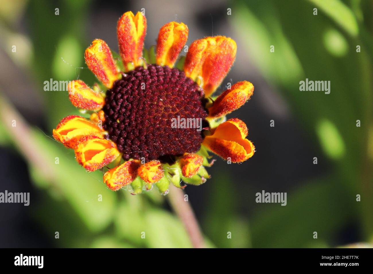Makroansicht eines Kopfs der Helens-Blume Stockfoto