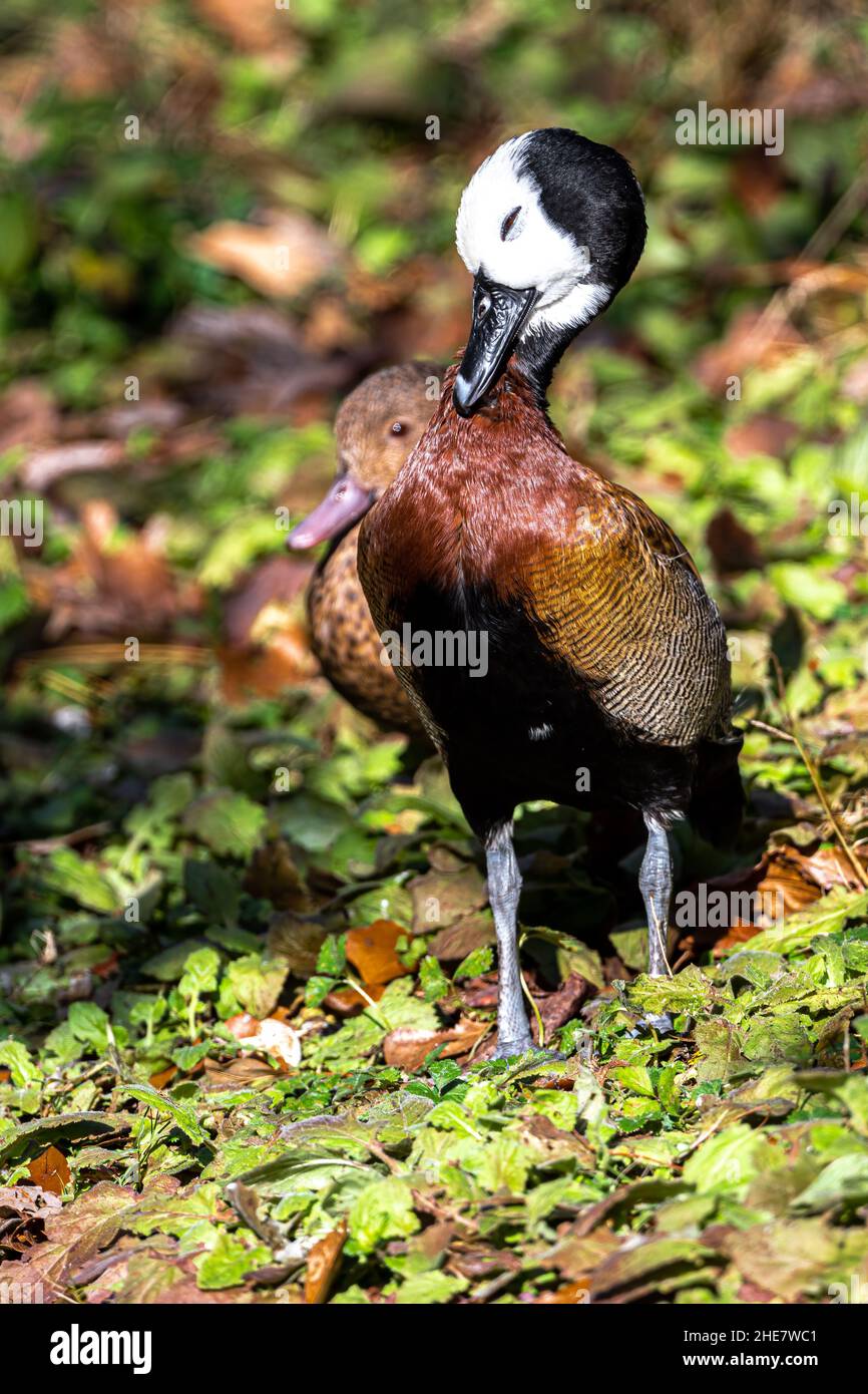 White-faced Pfeifen Ente (Dendrocygna Viduata) Stockfoto