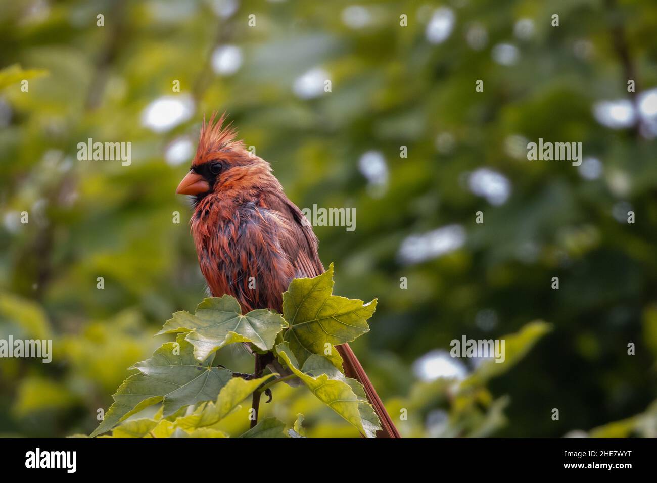 Ein Cardinal Vogel, der auf einem Baumzweig thront Stockfoto
