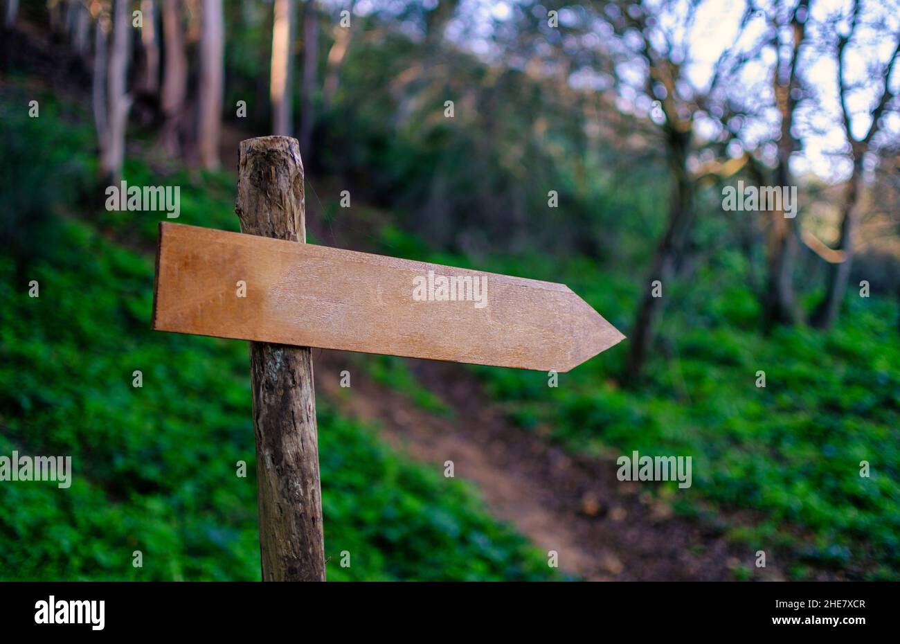 Holzschild Wald. Verschwommener Hintergrund. Speicherplatz kopieren. Stockfoto