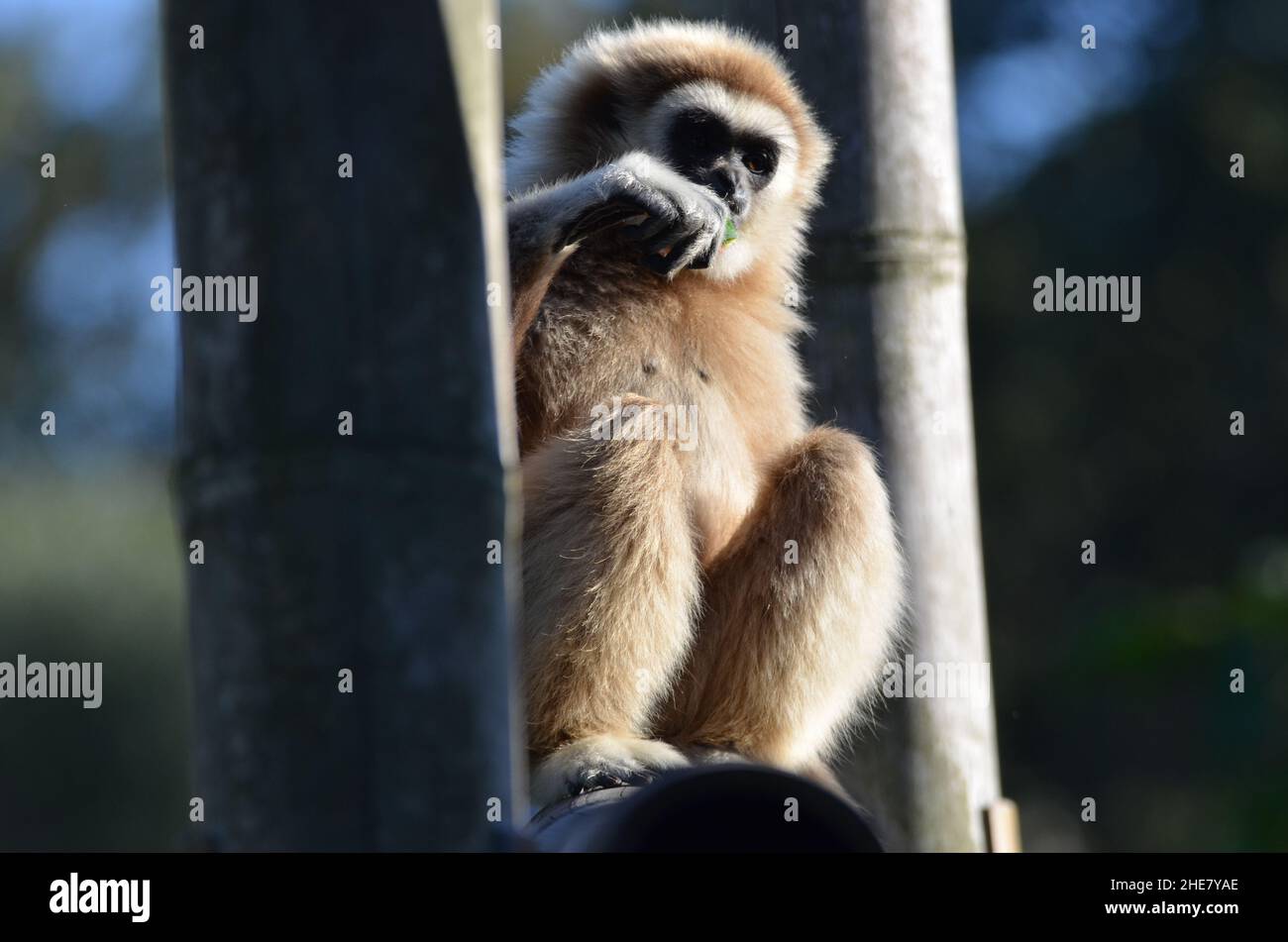 Zwischen zwei Bäumen steht ein süßer lar-Gibbon Stockfoto