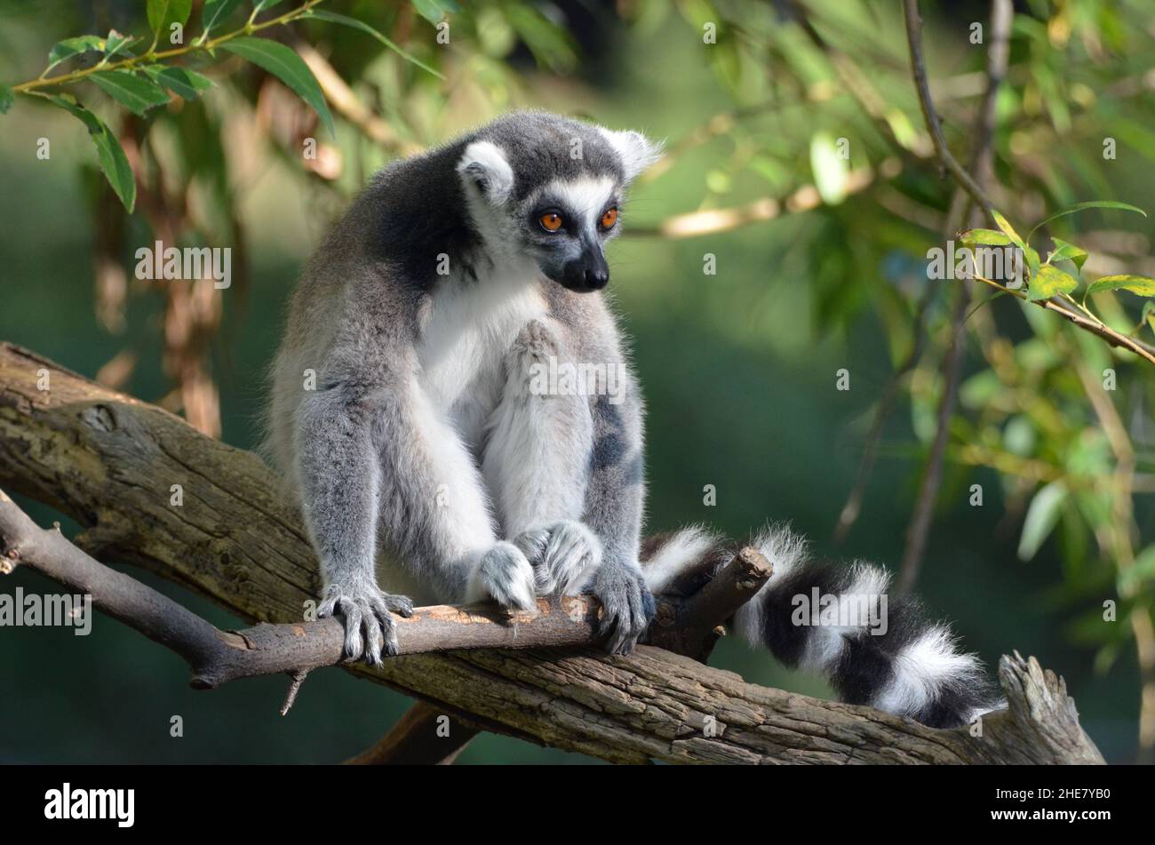 Porträt einer Ring-tailed Lemur Stockfoto