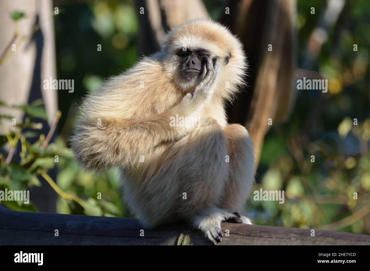 Ein Glar-Gibbon reibt sich die Augen Stockfoto
