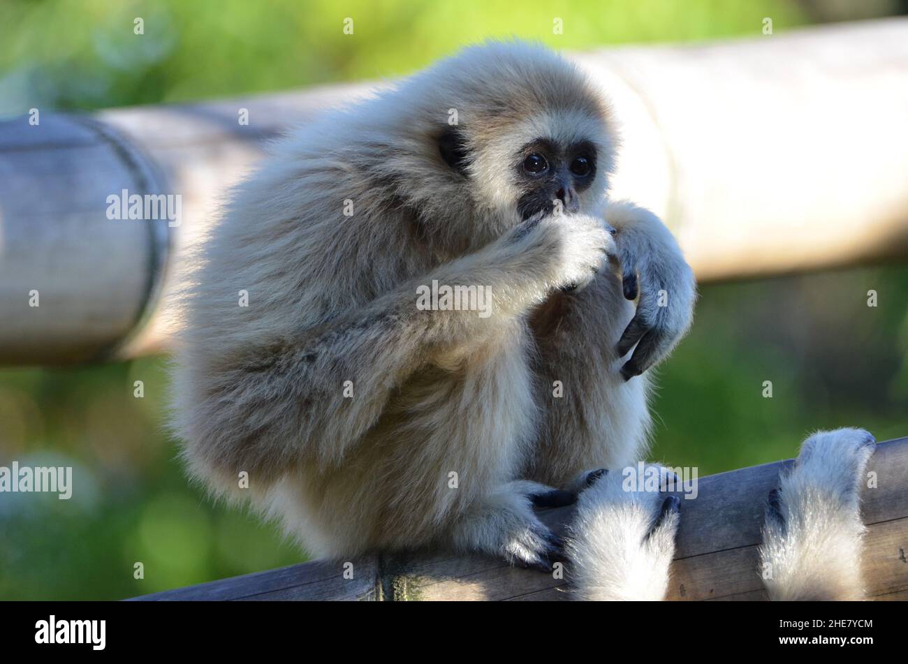 Lustiges Portrait eines sitzenden lar Gibbons Stockfoto