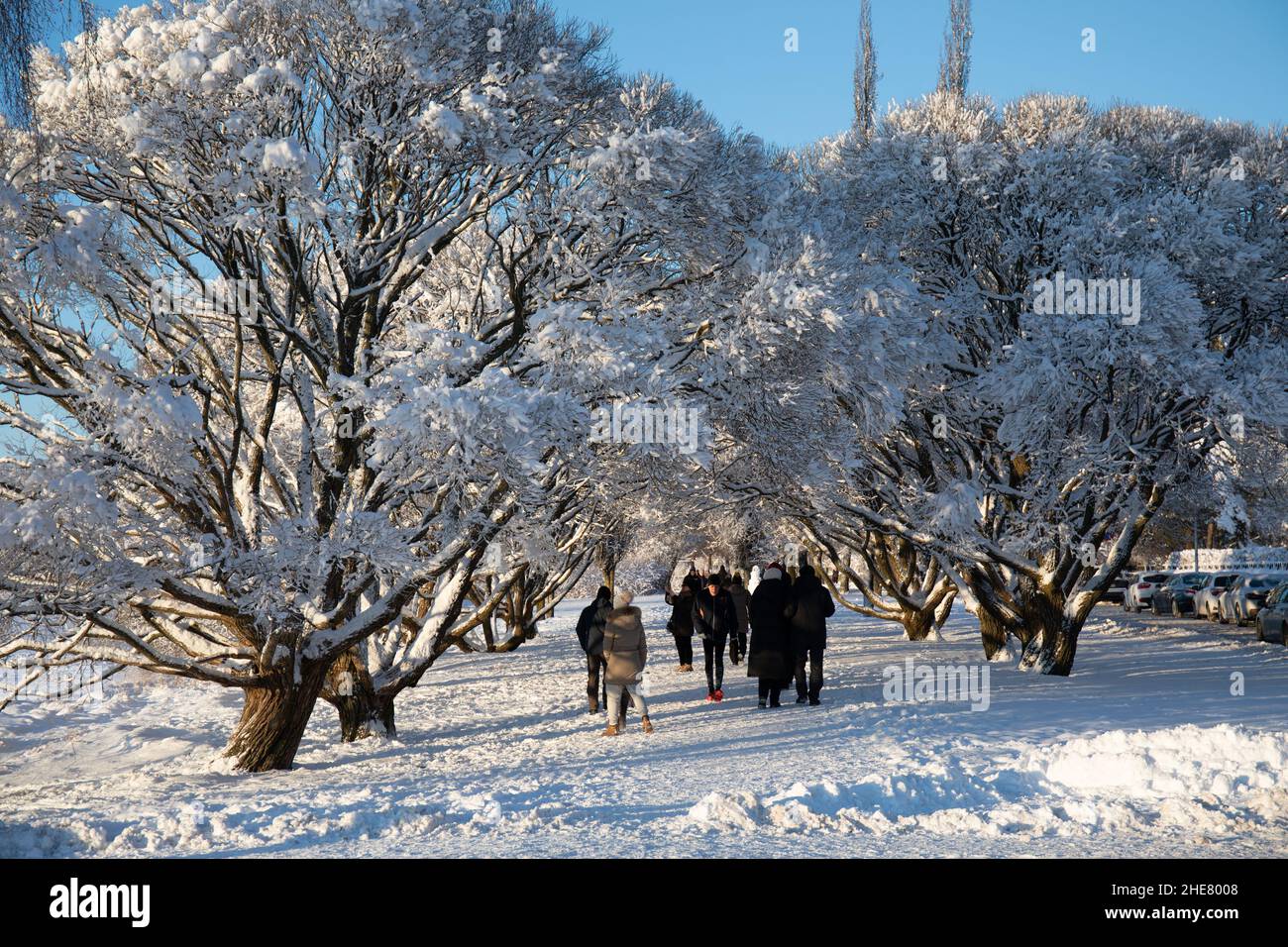 Menschen, die an einem sonnigen Wintertag unter schneebedeckten Bäumen in Munkkiniemen ranta, Helsinki, Finnland, spazieren Stockfoto
