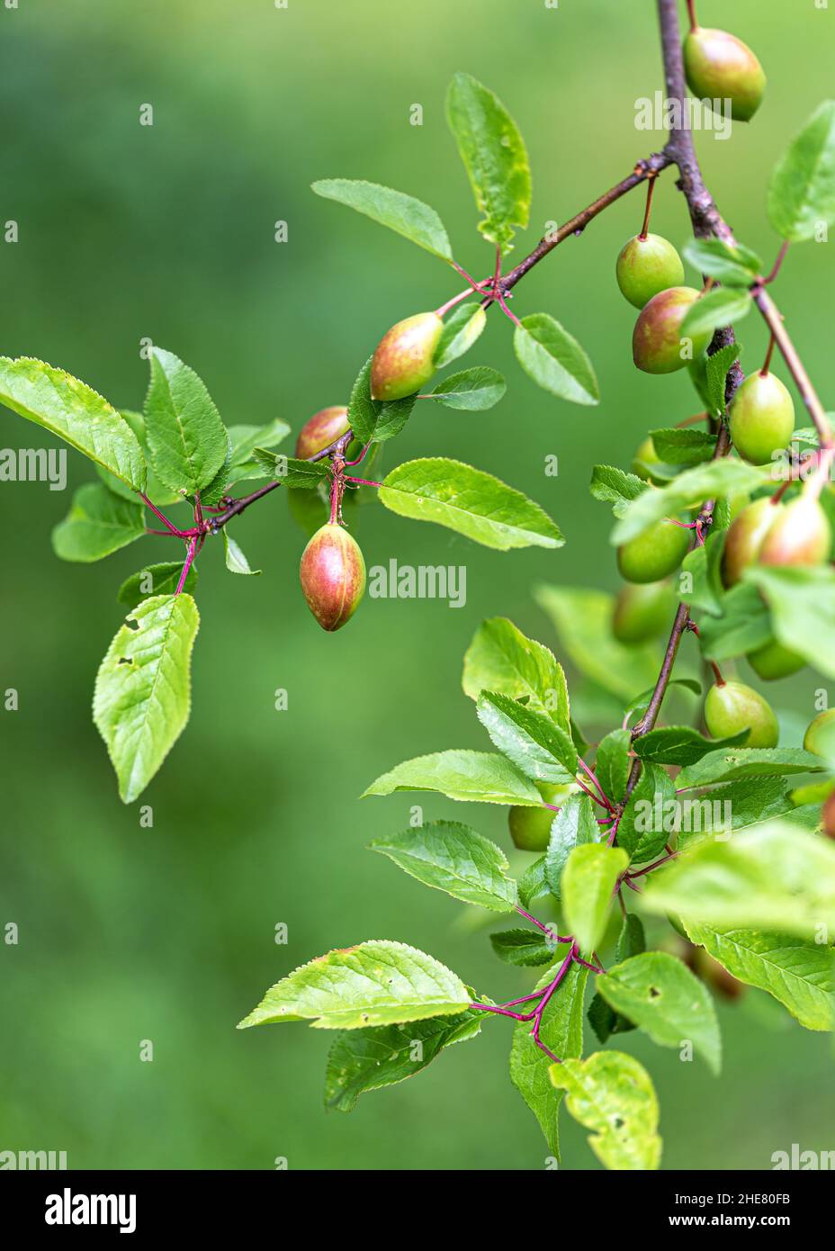 Unreife Frucht von Prunus americana, allgemein als amerikanische Pflaume oder wilde Pflaume auf dem Zweig bezeichnet Stockfoto